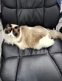princesa